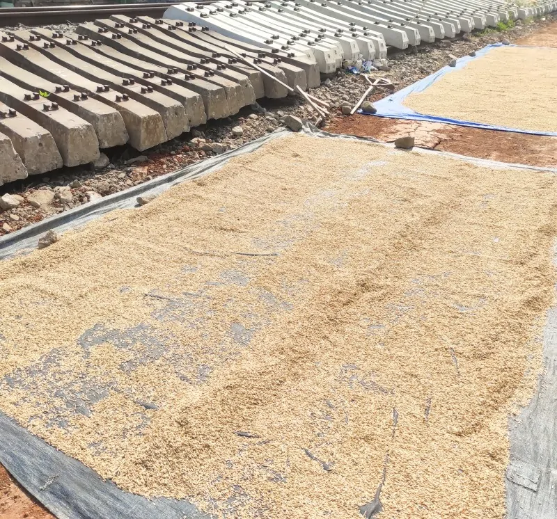 Rice Sorting Machine